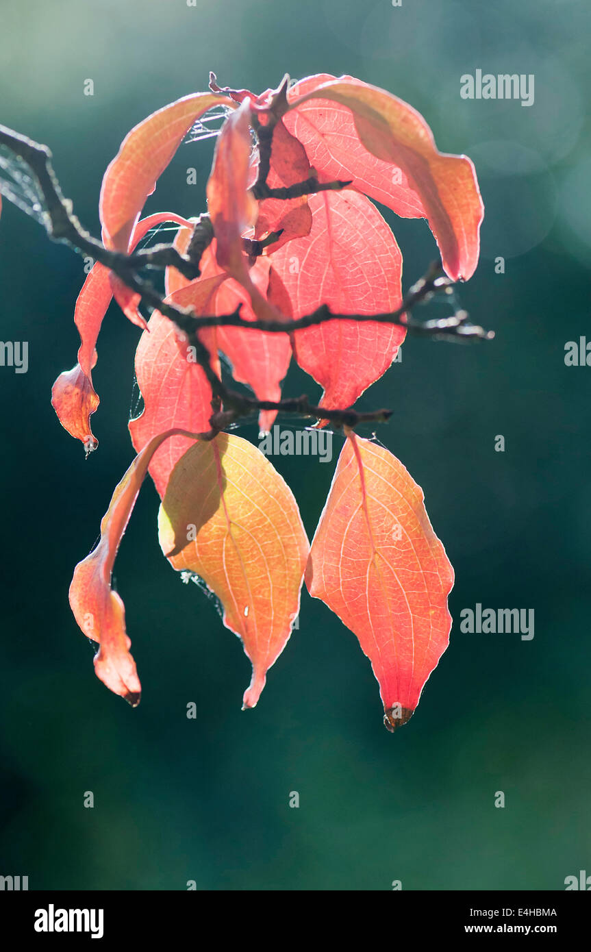 Hartriegel, Blüte Hartriegel, Cornus Kousa. Stockfoto
