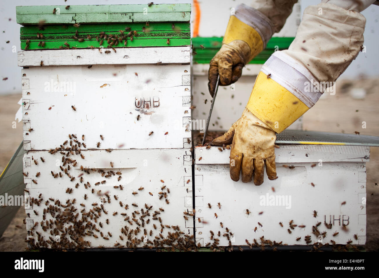 4. März 2014 - Bakersfield, Kalifornien, USA - Arbeiter mit United Honigbienen aktivieren Bienenstöcke in Bakersfield, Kalifornien. Die Bestäubung der jährlichen Mandel Ernte im kalifornischen Central Valley gilt als einer der größten Bestäubung-Veranstaltungen der Welt und ist von entscheidender Bedeutung bei der Bereitstellung von 80 Prozent der Mandel-Versorgung in der Welt. Aber mit dem Rückgang in Höhe von Bienen in das Land und eine Erhöhung der Mandelplantagen, Biene-Boxen ein attraktives Ziel für Diebe geworden. (Kredit-Bild: © John Schreiber/ZUMA Draht) Stockfoto