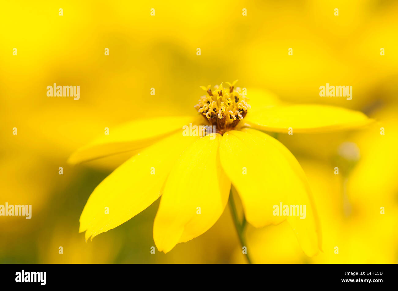 Quirlige Tickseed, Coreopsis Verticillata 'Zagreb'. Stockfoto