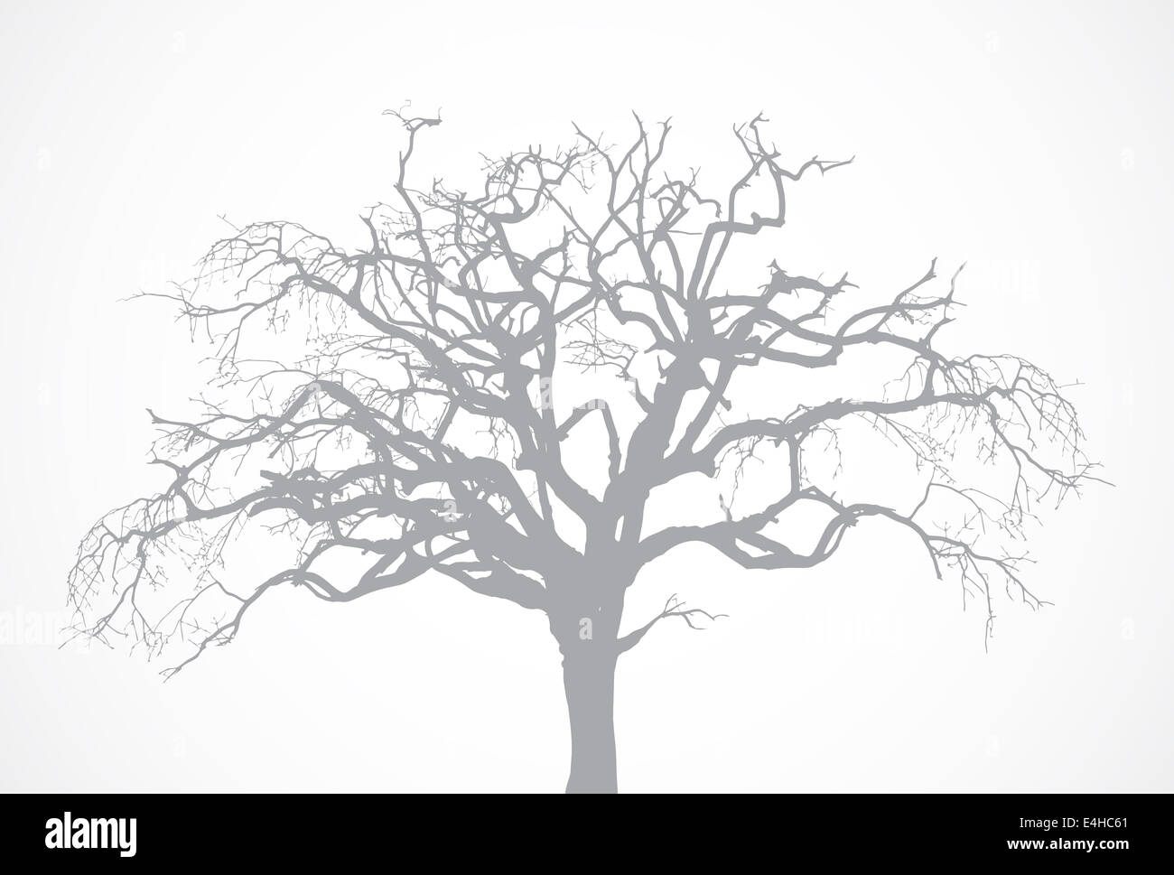 Nackte Alte Trockene Toter Baum Silhouette Ohne Blatt Eiche Krone Stockfotografie Alamy