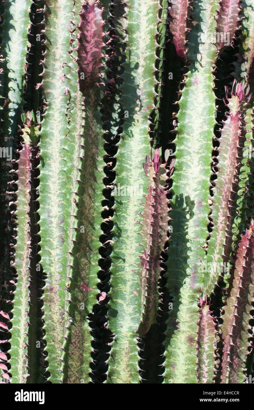 Afrikanischen Milch Baum, Euphorbia Trigona f. 'Rubra'. Stockfoto