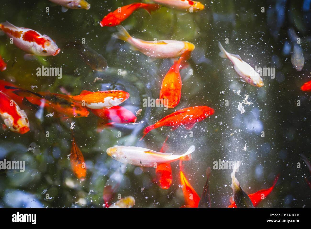 Garten, Gruppe von orange Karpfen im Wasser Stockfoto