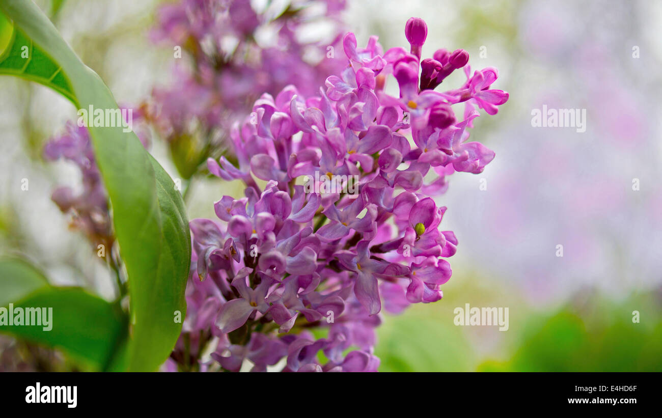 Flieder, Syringa Vulgaris. Stockfoto