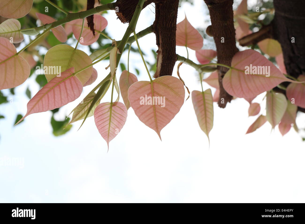 Pipal Baum Blatt Stockfoto