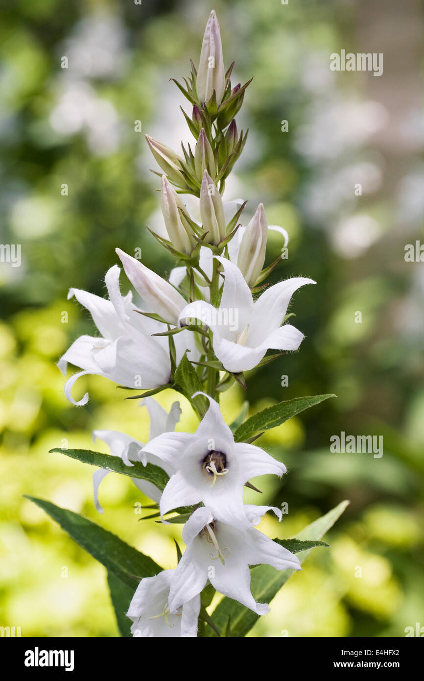 Campanula Latifolia 'Alba'. Weiße breitblättrigen Glockenblume. Stockfoto