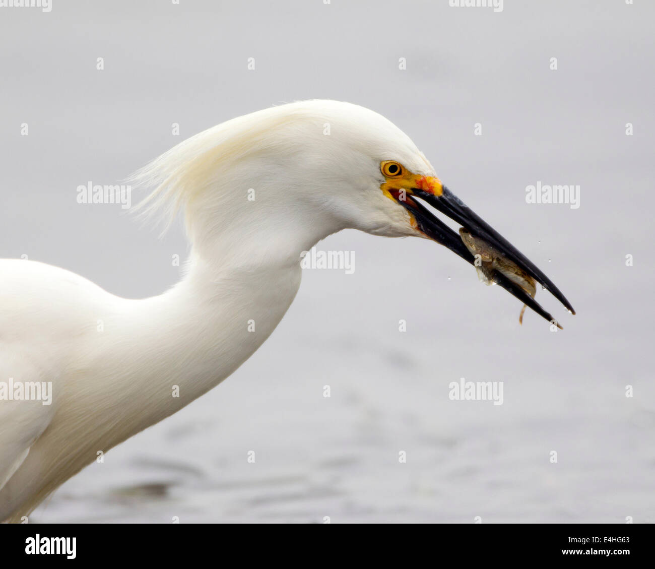 Schneeschwalbenreiter mit Fisch-Nahaufnahme Stockfoto