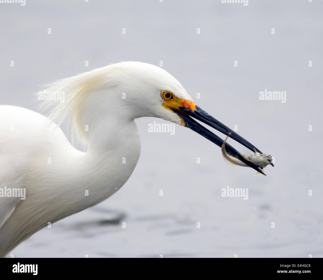 Schneeschwalbenreiter mit Fisch-Nahaufnahme Stockfoto