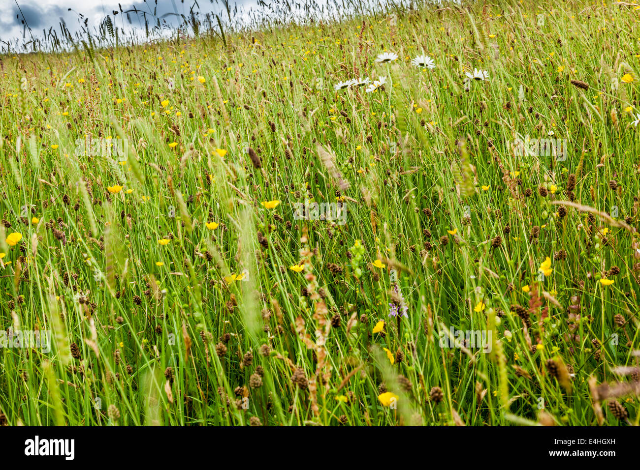 Hartington Wiesen Stockfoto