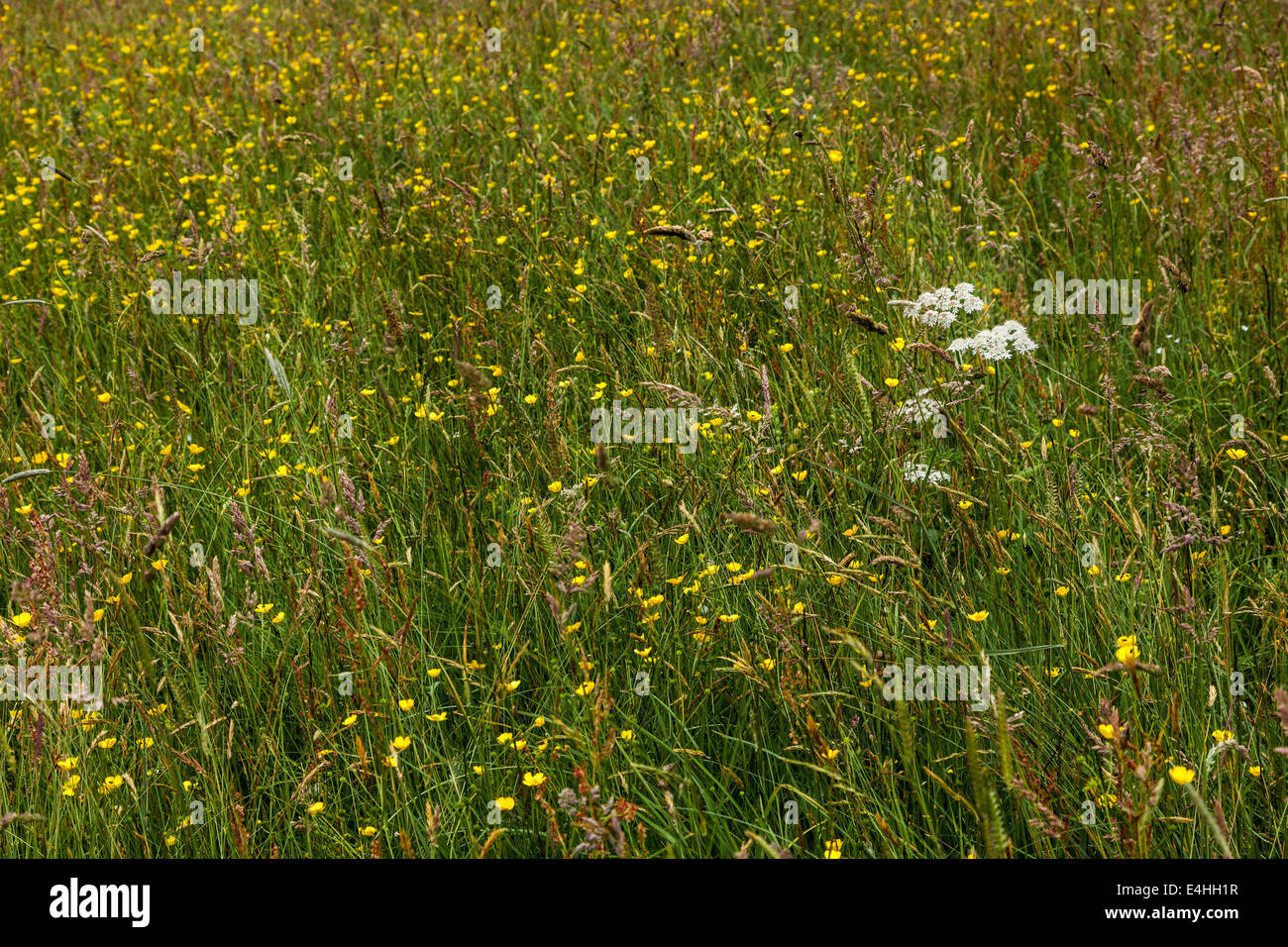 Hartington Wiesen Stockfoto