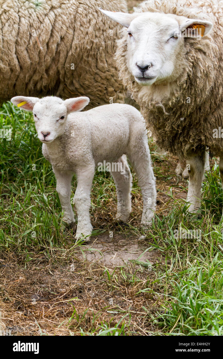 Lamm für Mutter und Baby Lamm zu Fuß auf der Wiese Stockfoto