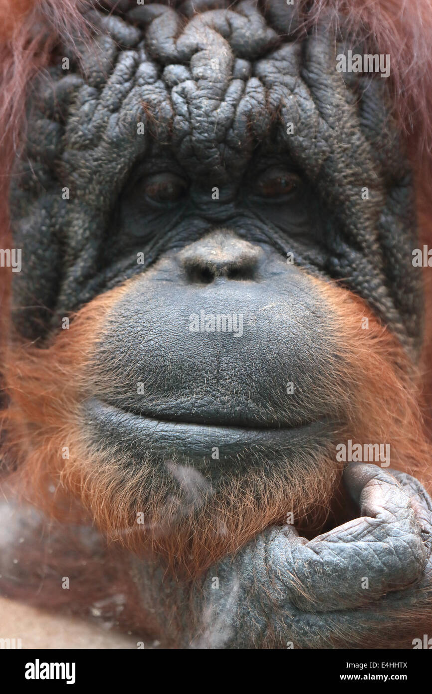 Nahaufnahme von Bornean Orangutan, Pongo Pygmaeus, einen Riesenaffen native auf der Insel Borneo Stockfoto