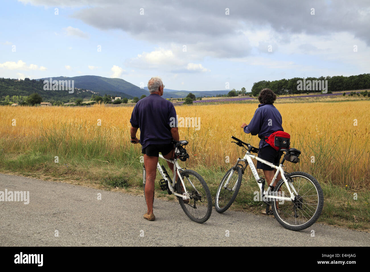 Radfahrer vor einem Feld von Dinkel, Sault, Vaucluse, Frankreich Stockfoto