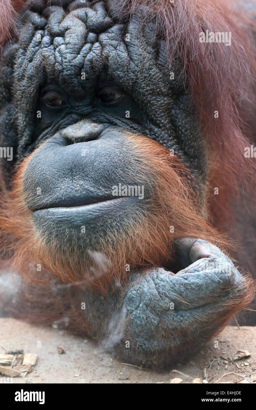 Nahaufnahme von Bornean Orangutan, Pongo Pygmaeus, einen Riesenaffen native auf der Insel Borneo Stockfoto