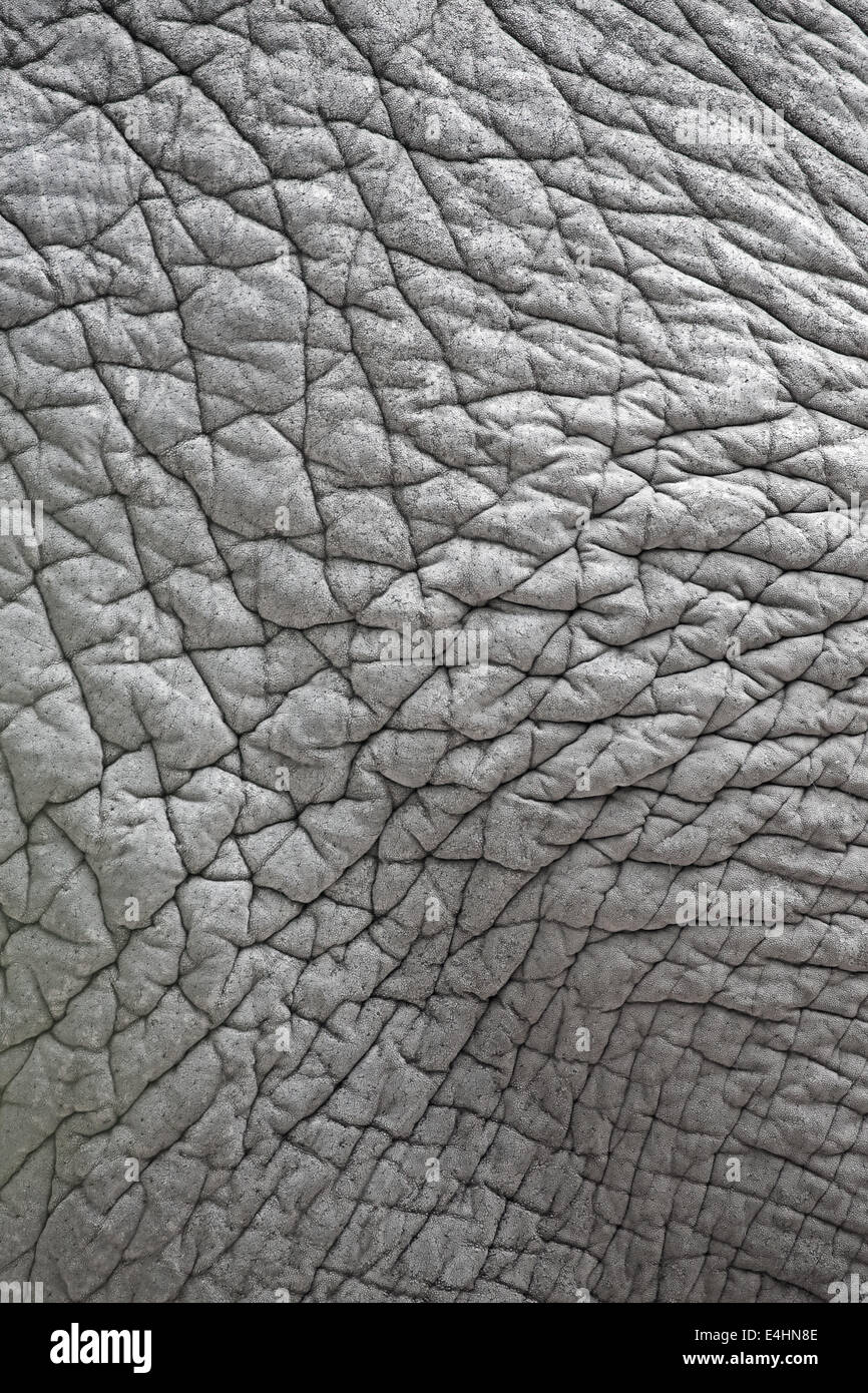 Nahaufnahme der faltige Haut eines asiatischen Elefanten Stockfoto
