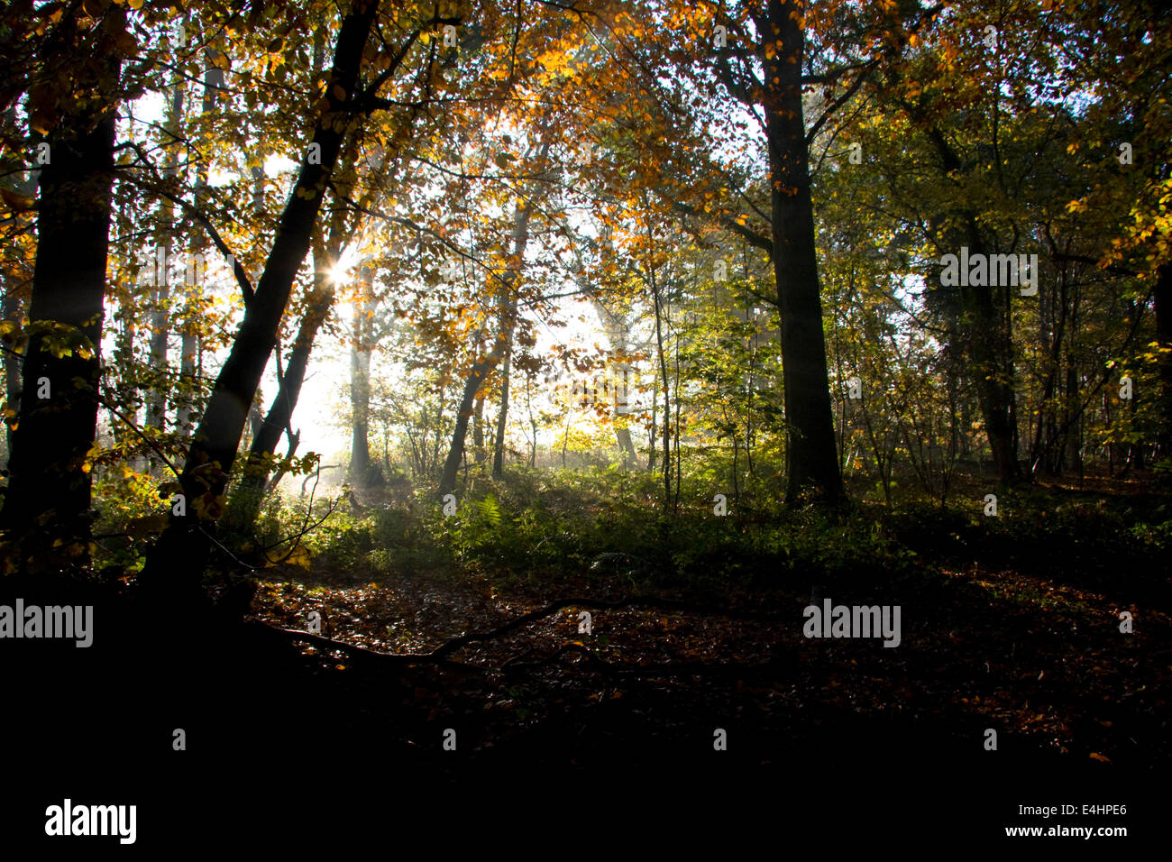 Rande eines Waldes im Herbst Stockfoto