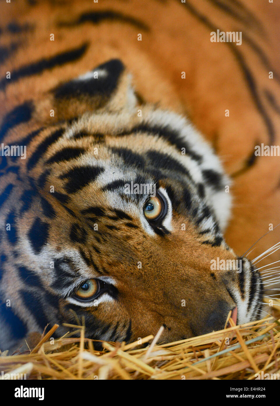 Rüsselsheim, Deutschland. 12. Juli 2014. Tigerin "Engel" liegt in ihr Gehege im Tierheim in Rüsselsheim, Deutschland, 12. Juli 2014. Der Tiger war bei einer Razzia Lagre-Skala bei Neapel beschlagnahmt. Sson als alle notwendigen Dokumente vorbereitet worden und die Gesundheit der Tiger hat sich verbessert gelangen sie zum "Lionsrock" in Südafrika. Lionsrock ist eine große Katze Zuflucht von Tierschutz Nächstenliebe "Vier Pfoten" geführt. Foto: ARNE DEDERT/DPA/Alamy Live-Nachrichten Stockfoto