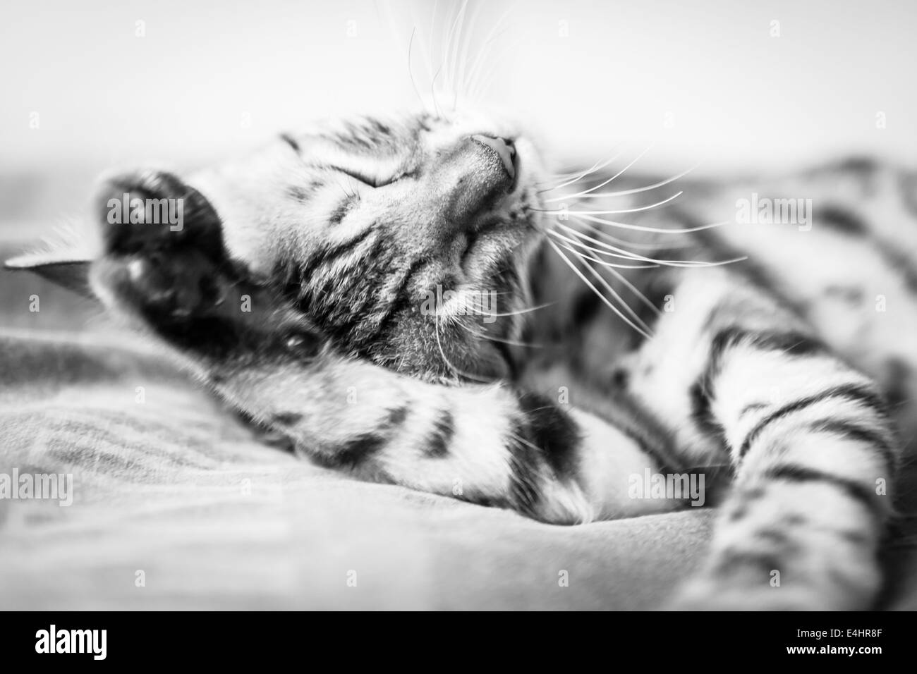 Katze waschen sich Stockfoto