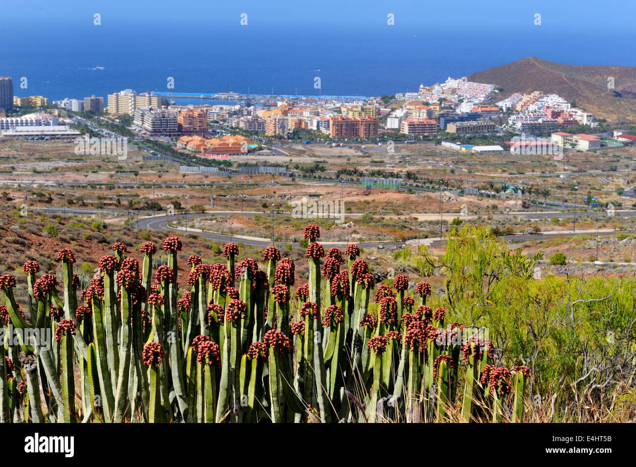 Kanaren-Wolfsmilch, Euphorbia Canariensis, rief oft einen Kaktus aber tatsächlich ein saftiges. Los Cristianos in Ferne, Tenerif Stockfoto