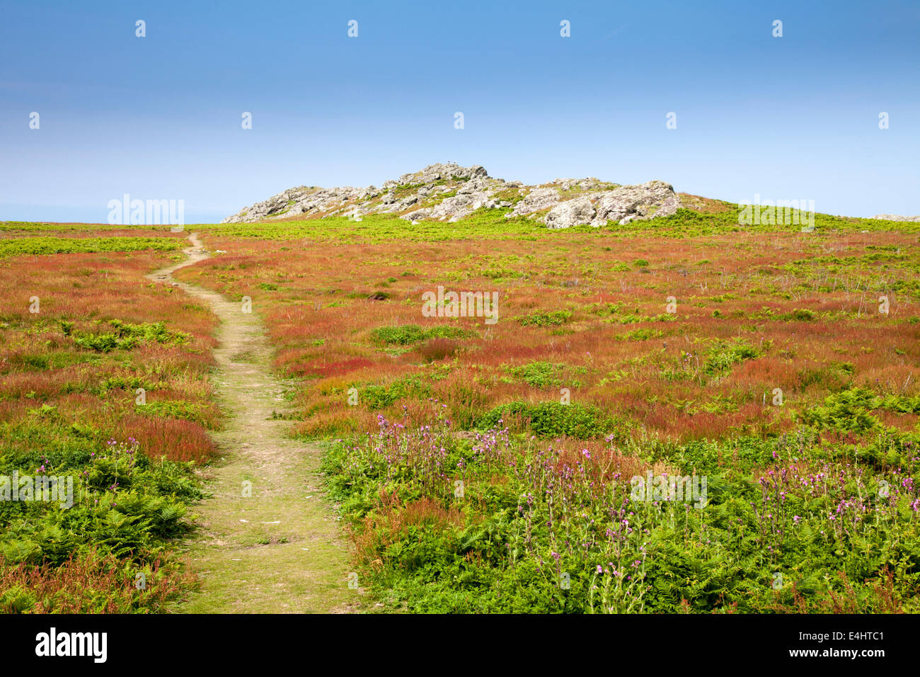 Ein Pfad durch die Heide auf Skomer Island, Wales Stockfoto