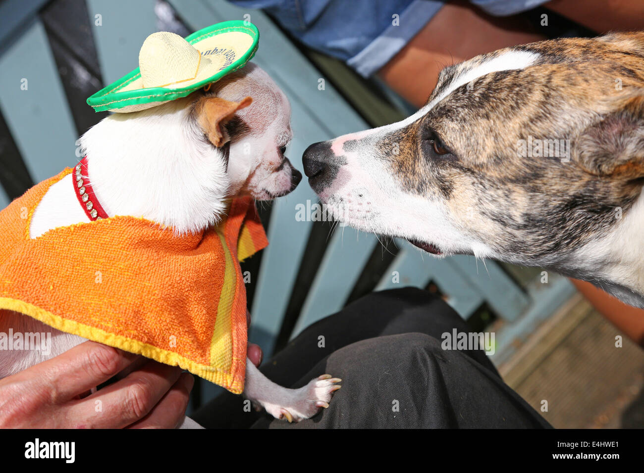 London, UK. 12. Juli 2014. Tilly nimmt einen genaueren Blick auf zweiten Preisträger Pepe der Chihuahua in seinem mexikanischen Sombrero und Kostüm auf der alle Hunde Angelegenheit Pup Idol 2014 am besten gekleidet Wettbewerb, London, England. Bildnachweis: Paul Brown/Alamy Live-Nachrichten Stockfoto