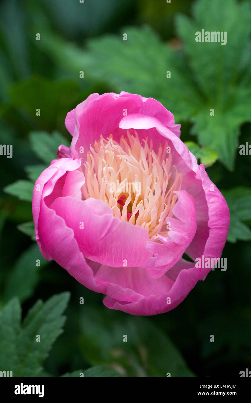 Paeonia Lactiflora 'Bowl of Beauty' Blume im Garten. Pfingstrose Blüte. Stockfoto