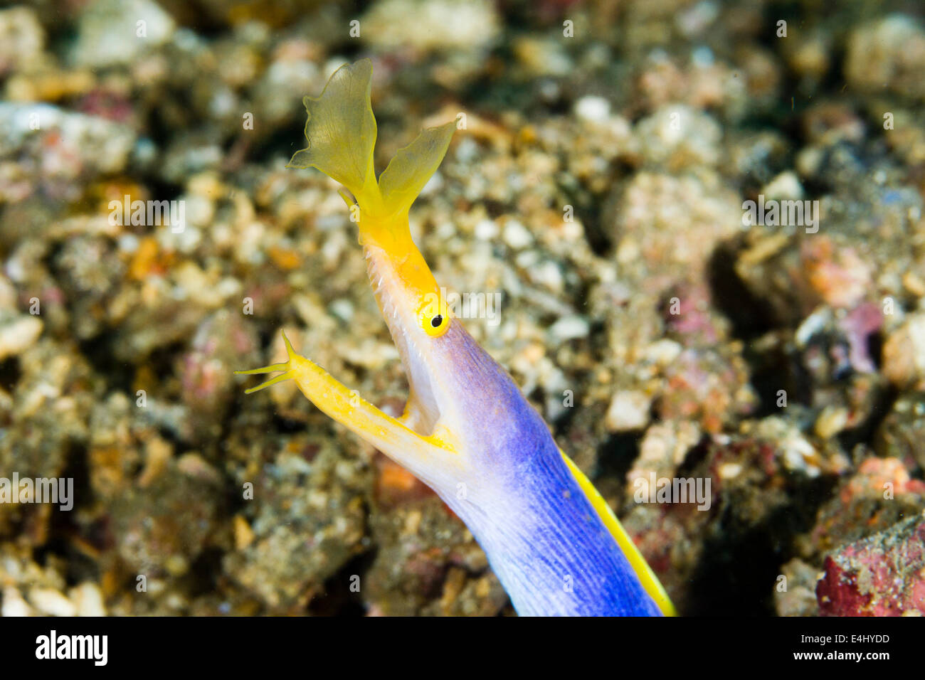 Blue Ribbon Aal (Rhinomuraena Quaesita) Lembeh Strait, Indonesien Stockfoto