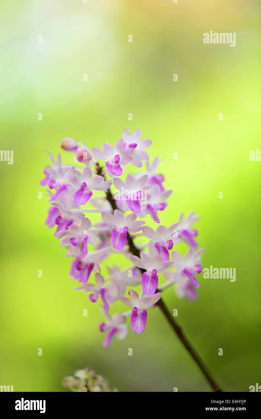 Rosa Orchidee Stockfoto