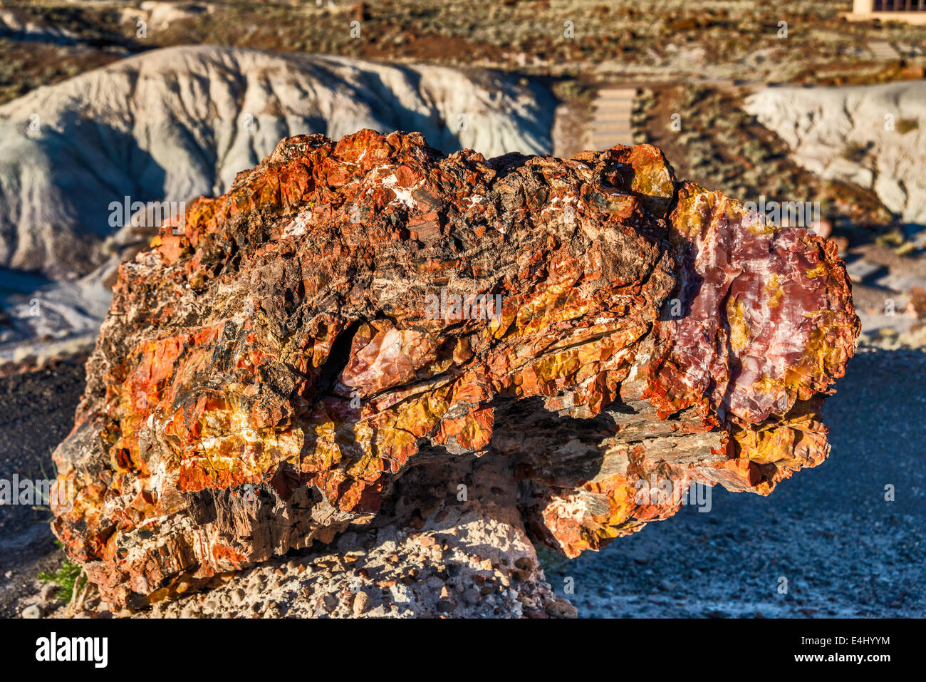 Versteinertes Holz auf Giant Logs Trail, Petrified Forest National Park, Colorado Plateau, Arizona, USA Stockfoto