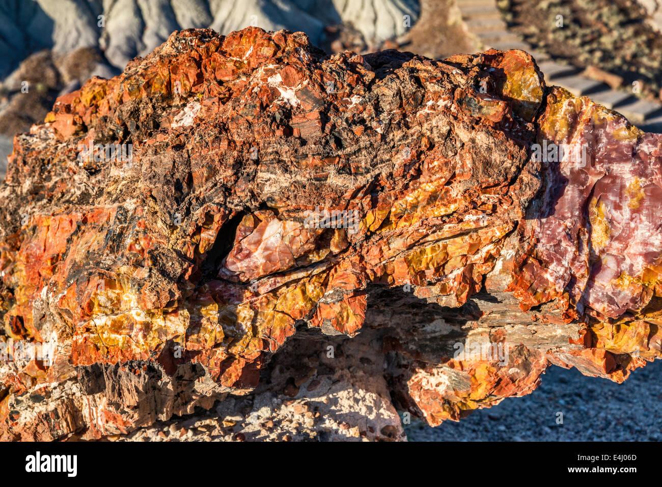 Versteinertes Holz auf Giant Logs Trail, Petrified Forest National Park, Colorado Plateau, Arizona, USA Stockfoto