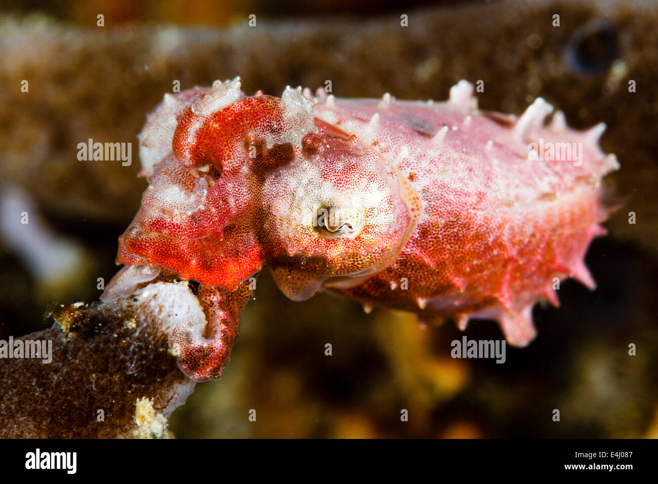 Pygmy Tintenfisch (Sepia Bandensis) Lembeh Strait, Indonesien Stockfoto