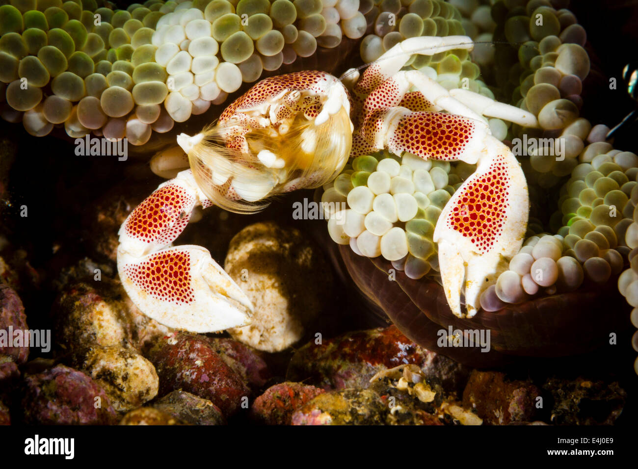 Porzellan Krabbe (Neopetrolisthes Maculatus) Lembeh Strait, Indonesien Stockfoto