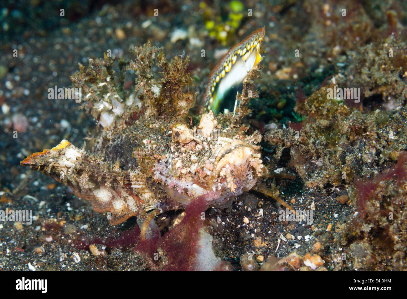 Teufel Drachenköpfe (Inimicus Didactylus) gut getarnt gegen den Meeresboden, Lembeh Strait, Indonesien Stockfoto