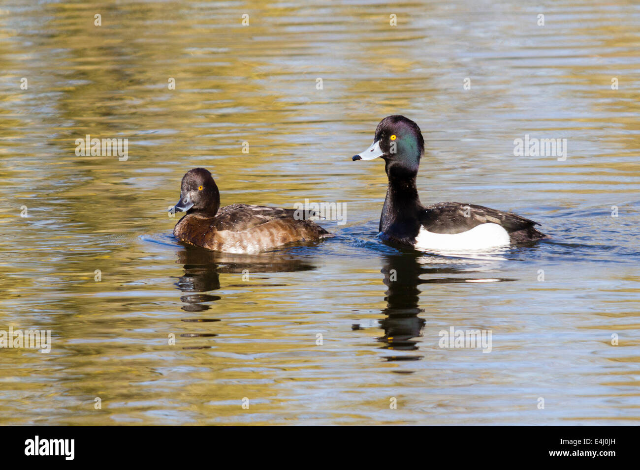 Paar Tufted Ducks - Aythya Fuligula schwimmen, Sevenoaks, Kent, England, UK Stockfoto