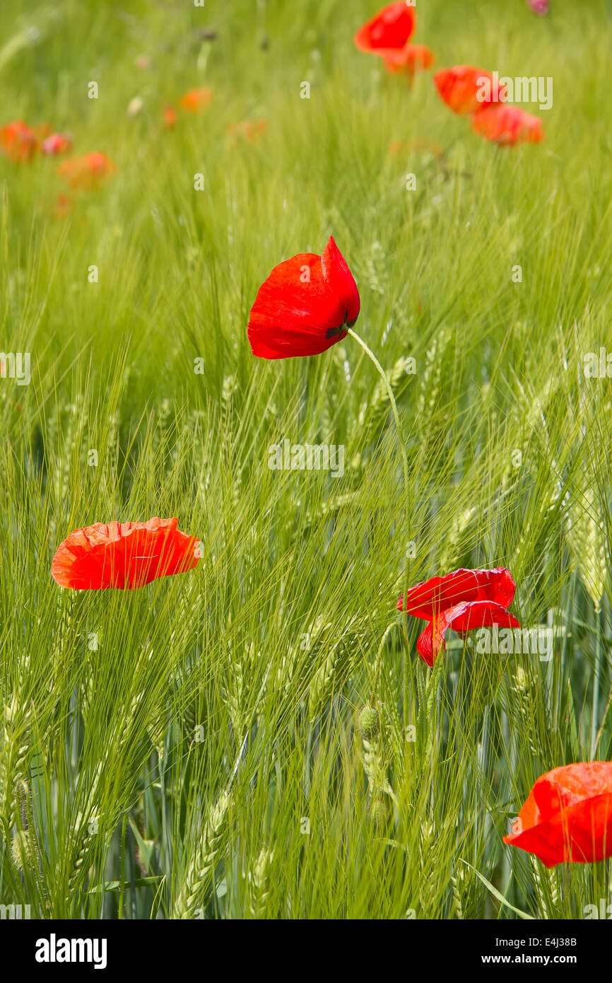 Mohnblume im Weizenfeld Stockfoto