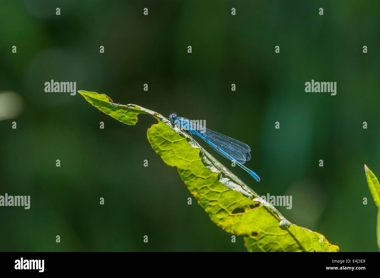 Eine Azure Blue Damselfly, Coenagrion Puella, ruht auf einem großen Blatt Stockfoto