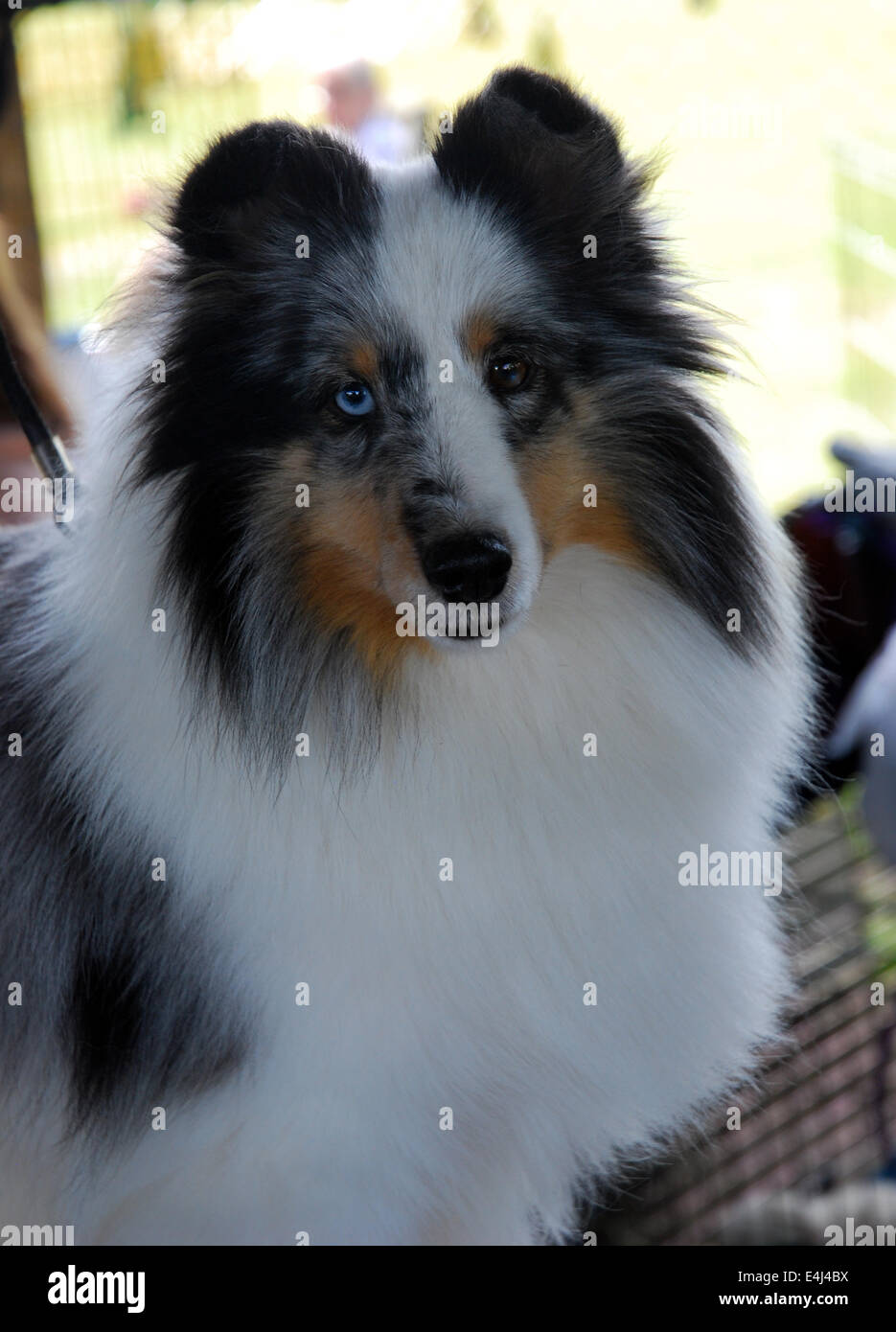 Blue Merle Sheltie bei lokalen AKC Dog show Stockfoto