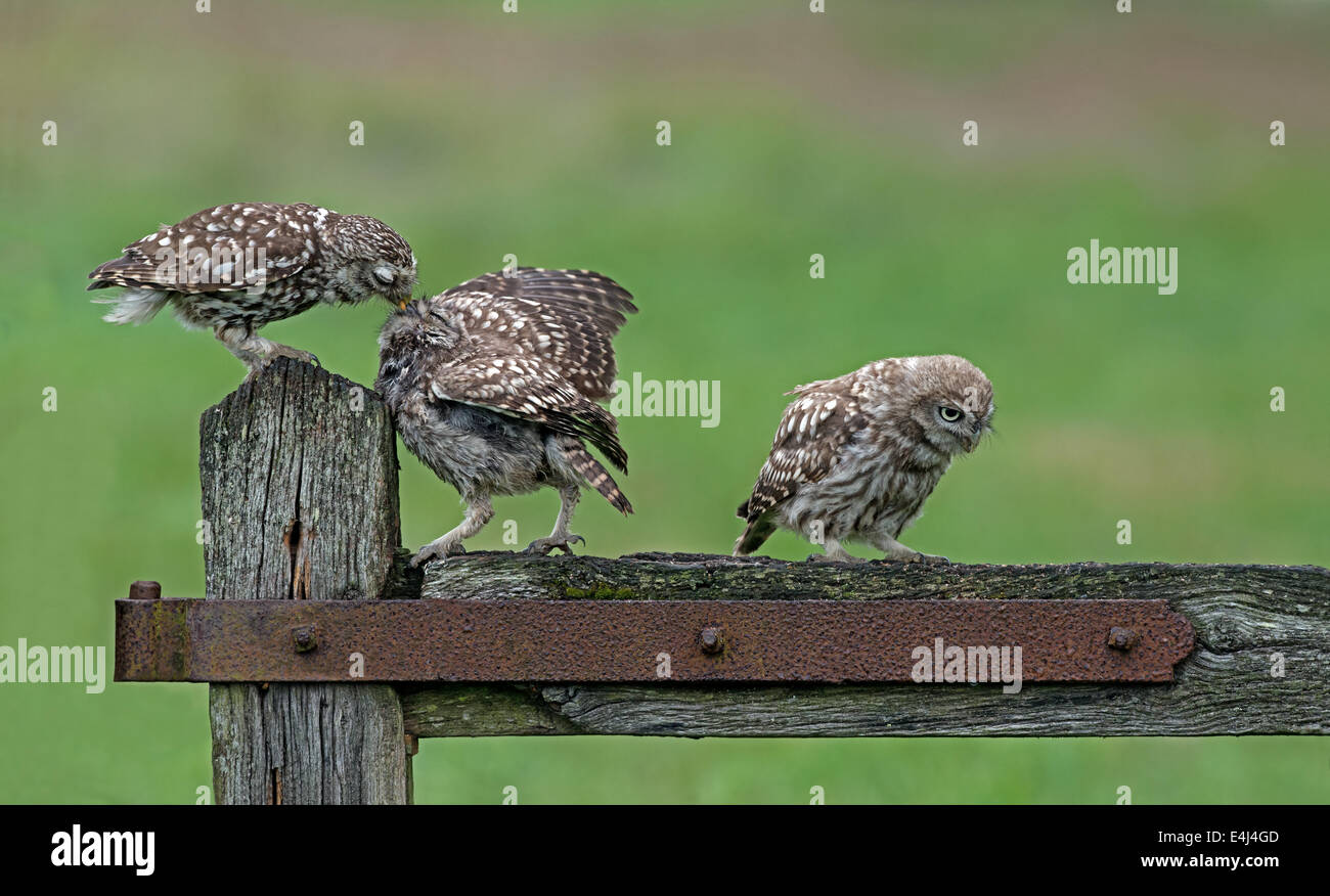 Weiblicher Steinkauz Athene Noctua, Fütterung Young (Owlet). Sommer, Uk. Stockfoto