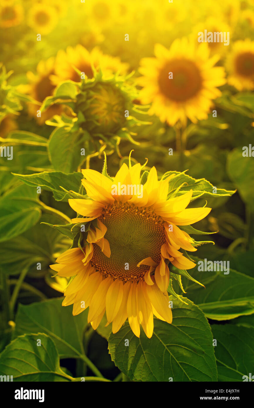 Sonnenblumen im Bereich Landwirtschaft kultiviert im Sonnenuntergang. Stockfoto
