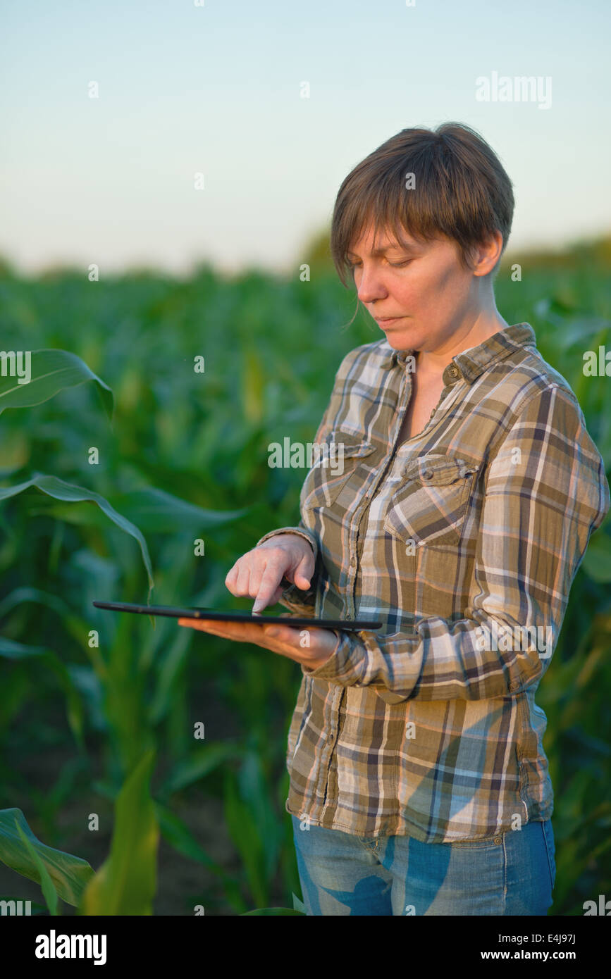 Weibliche Agronom mit Tablet-Computer in der Landwirtschaft angebaut Maisfeld. Stockfoto Weibliche Agronom mit Tablet-Computer in der Landwirtschaft angebaut Maisfeld. Stockfoto