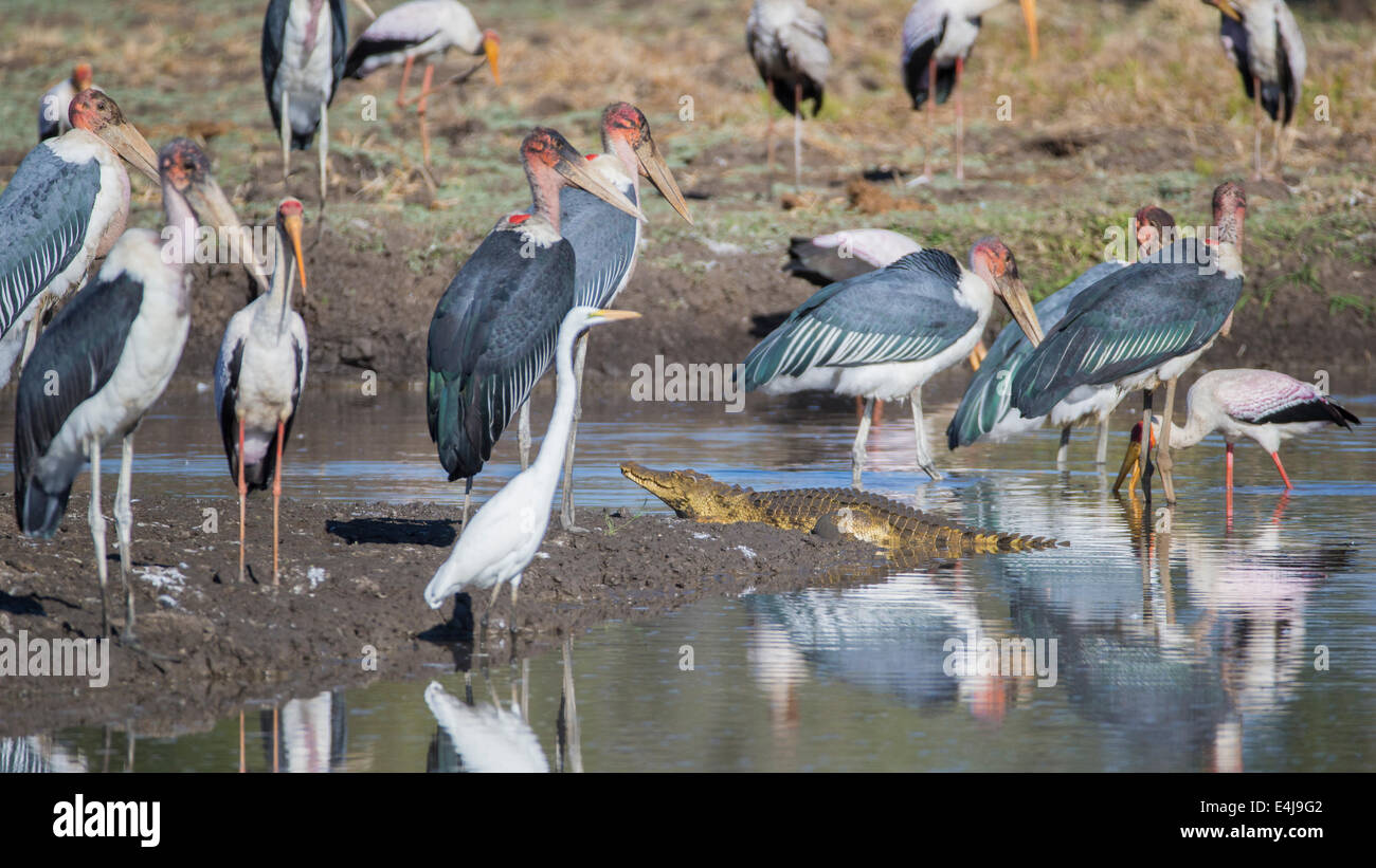 Nil-Krokodil (Crocodylus Niloticus) unter Vögel Stockfoto