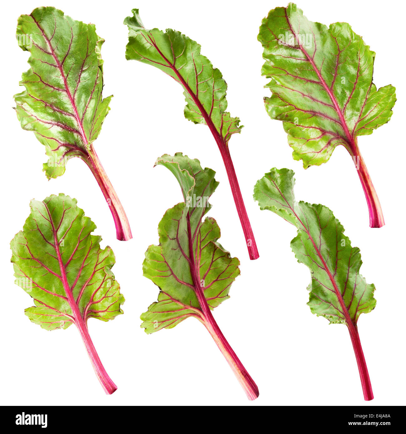 Frische Blätter Rübe Wurzel isoliert auf weißem Hintergrund. Clipping-Pfad Stockfoto