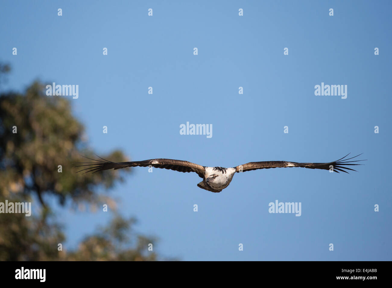 Unreife African Fish-Eagle (Hakiaeetus Vocifer) im Flug Stockfoto