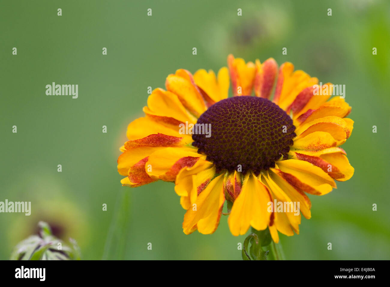 Helenium "Sahin frühen Blumen". Sneezeweed Blume. Stockfoto