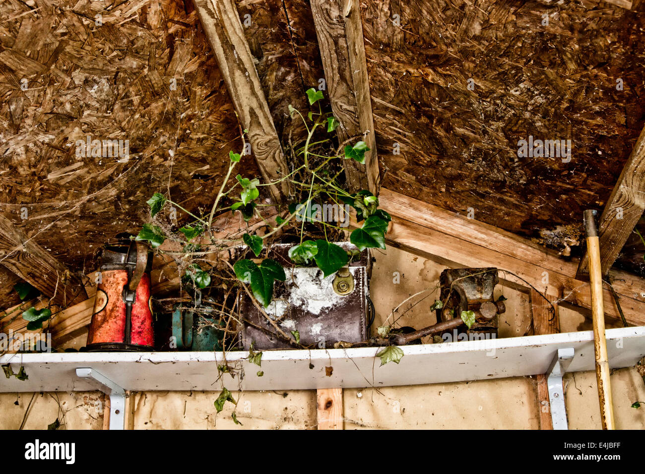 Efeu bedeckt Inhalt eines Regals in einem alten Garten Schuppen Stockfoto