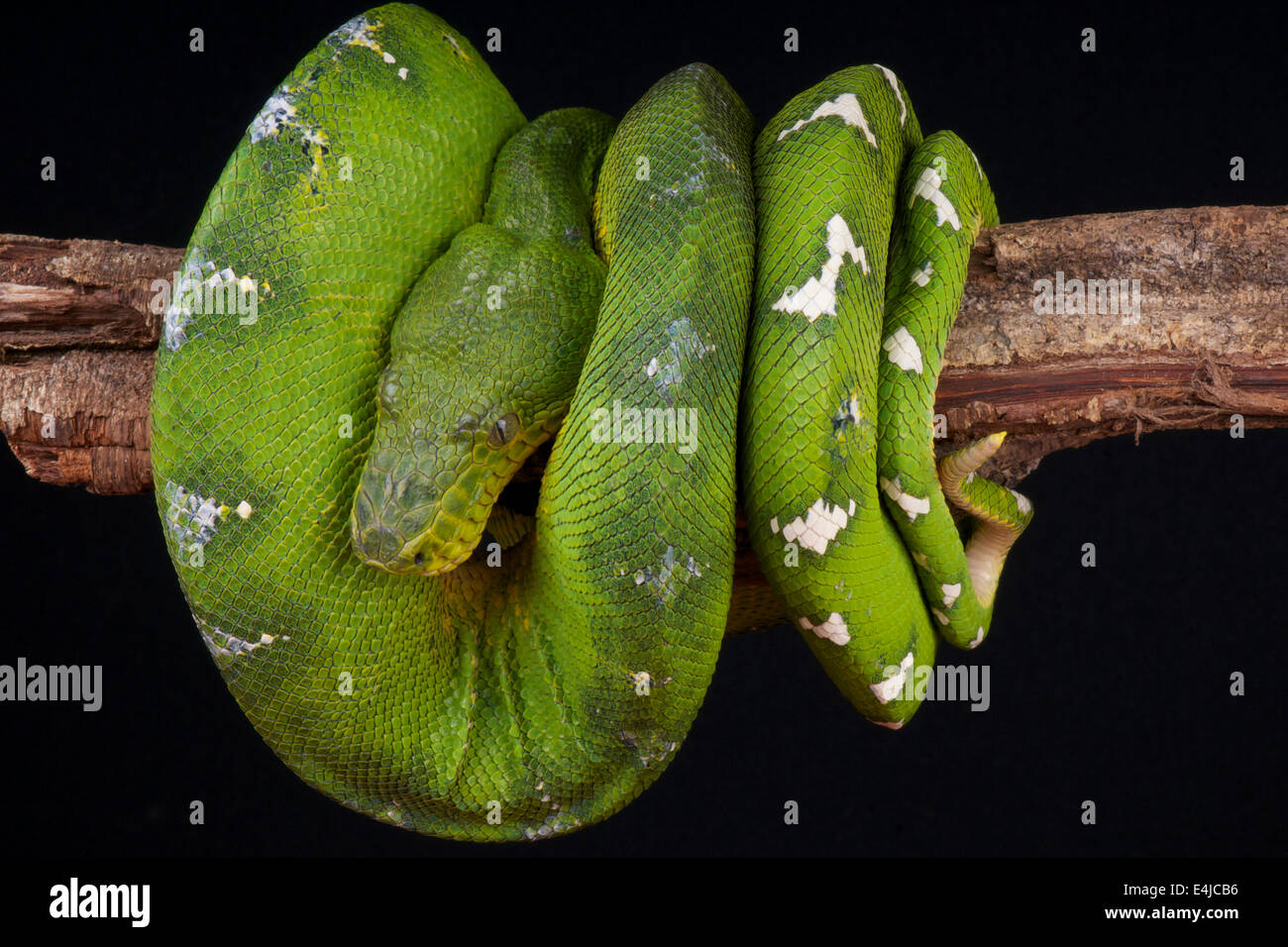 Smaragd Baum Boa / Corallus Caninus Stockfoto