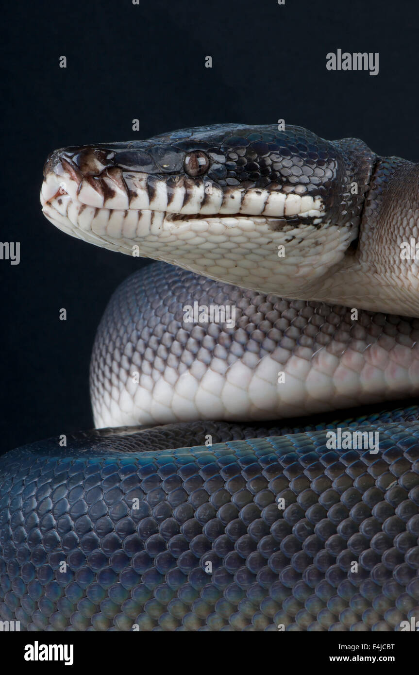 Südlichen Weißlippen-Python / Leiopython Hoserae Stockfoto