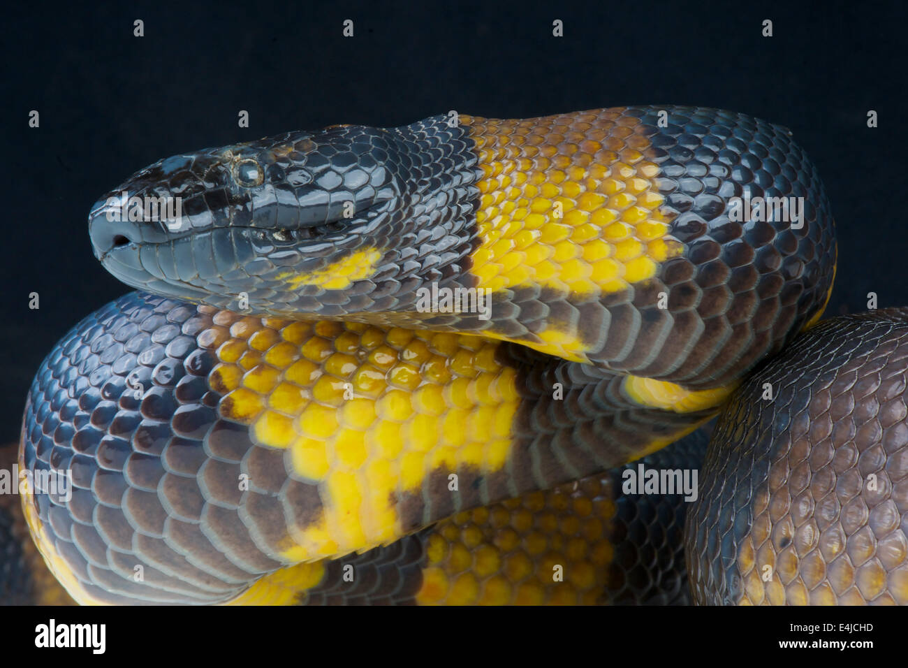 Bismarck beringt Python / Botrochilus Boa Stockfoto