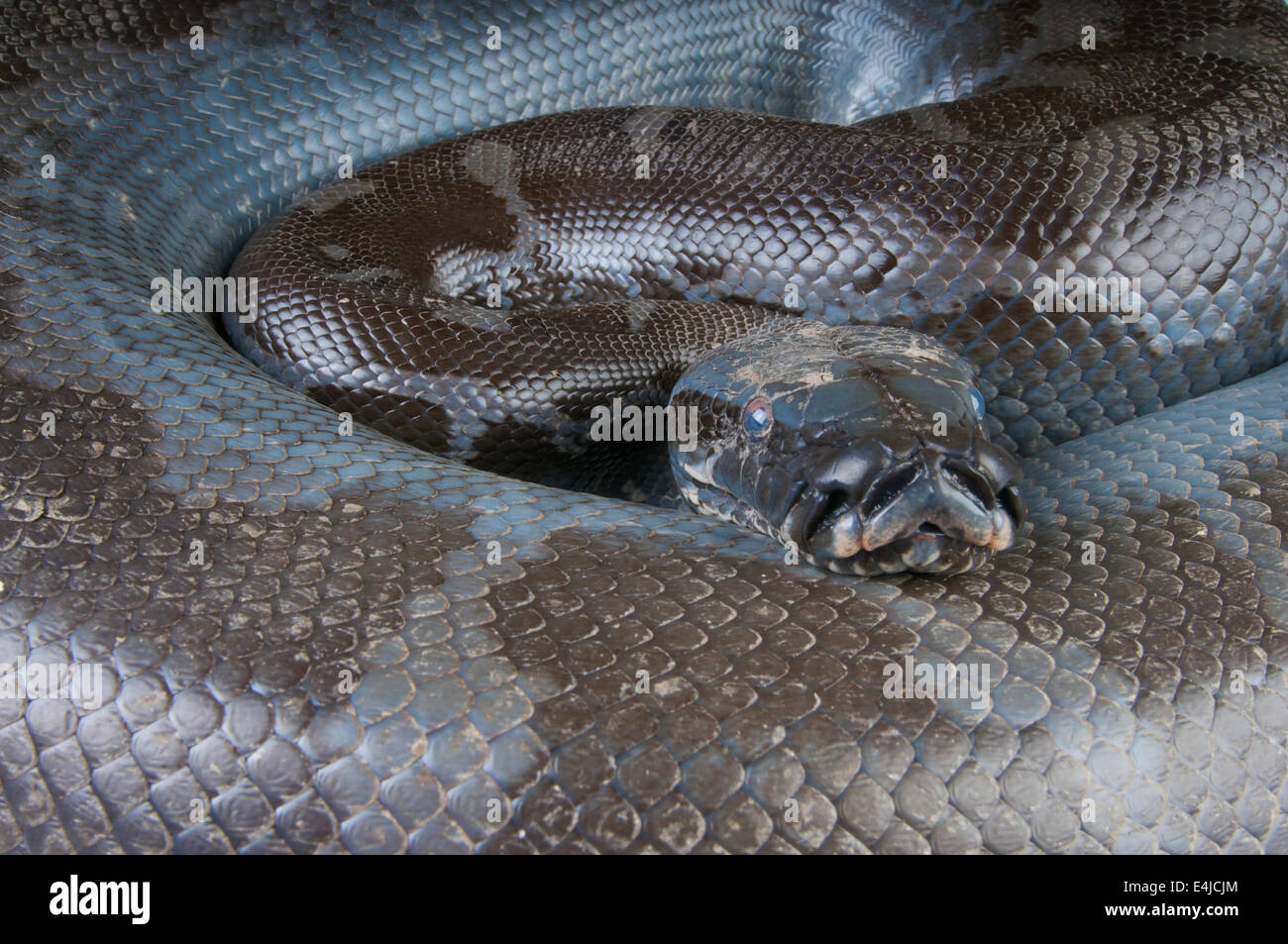 Borneo Python / Python Curtus Breitensteini Stockfoto
