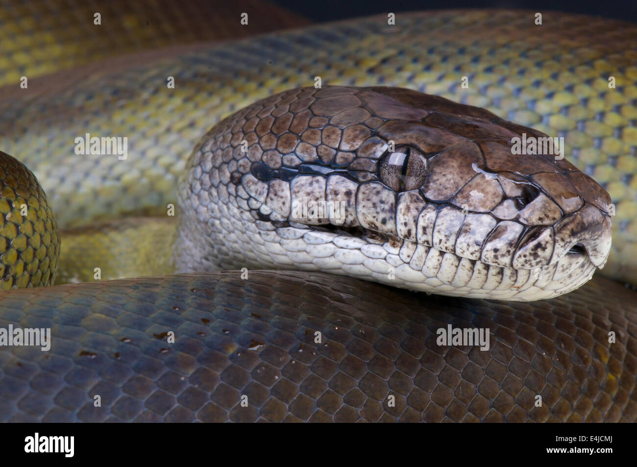 Papua-Python / Apodora Papuana Stockfoto