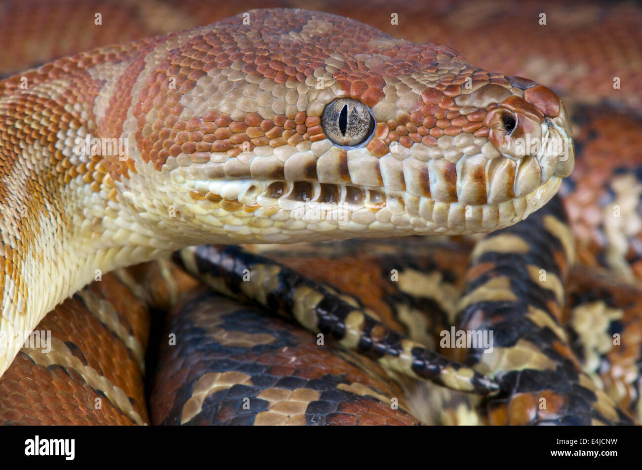 Centralian Python / Morelia Bredli Stockfoto